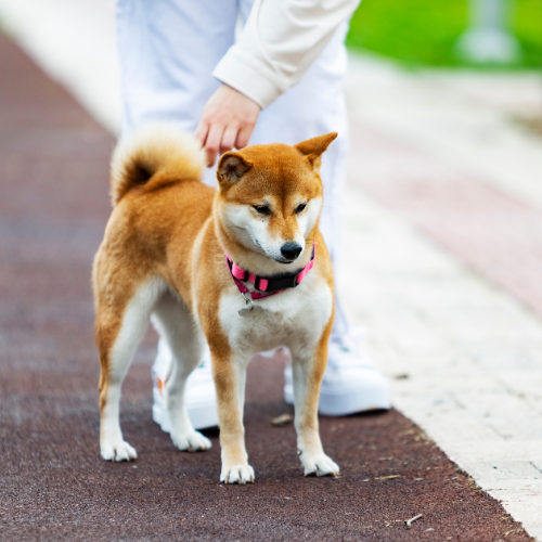 A dog standing on a sidewalk