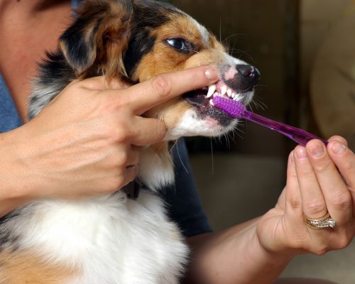 a dog brushing teeth