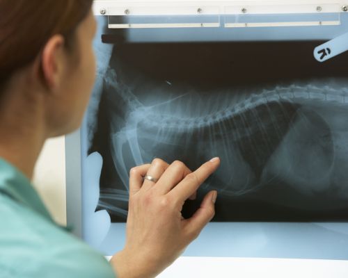 a vet looking at an x-ray