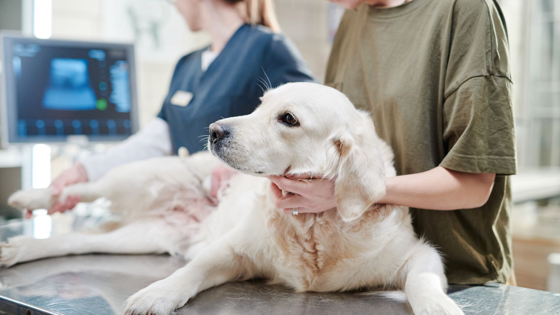 About Skadron Animal Hospital | Vet In West St Paul MN 55118